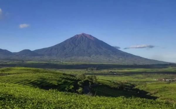 Hamparan kebun teh Kayu Aro dengan latar belakang Gunung Kerinci