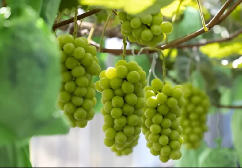 Manfaat Anggur untuk Kulit: Rahasia Wajah Awet Muda Alami