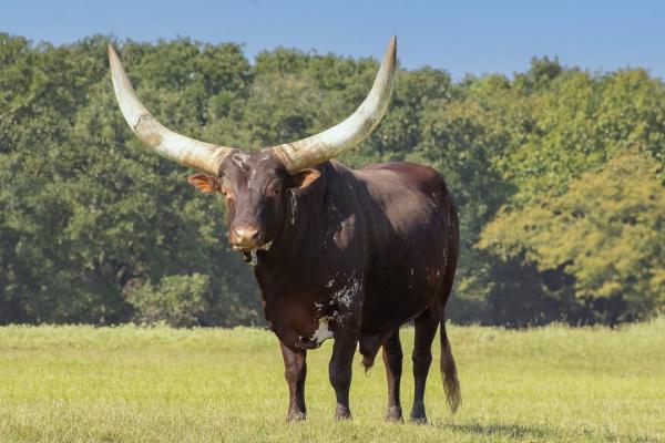 Watusi Ragunan: Sambut Penghuni Baru Bertanduk Raksasa!