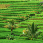 Pesona desa Jatiluwih sawah terasering