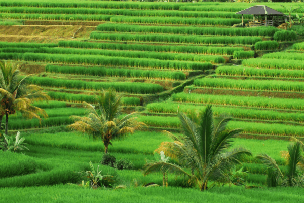 Pesona desa Jatiluwih sawah terasering