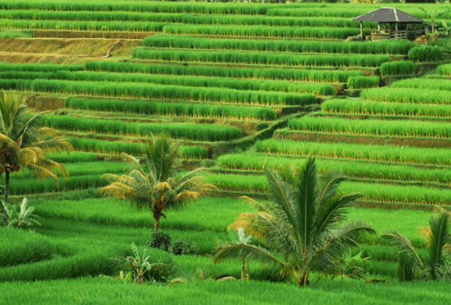 Pesona desa Jatiluwih sawah terasering
