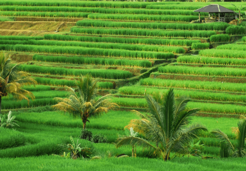 Pesona desa Jatiluwih sawah terasering