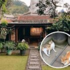 Kopi Eyang Minta Maaf Usai Insiden Kucing Viral, Apa Kata Mereka?