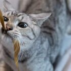 kucing stres - ilustrasi berita Benarkah kucing stres saat bermain dengan manusia? Riset ungkap kebiasaan pemilik yang…