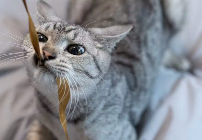 kucing stres - ilustrasi berita Benarkah kucing stres saat bermain dengan manusia? Riset ungkap kebiasaan pemilik yang…
