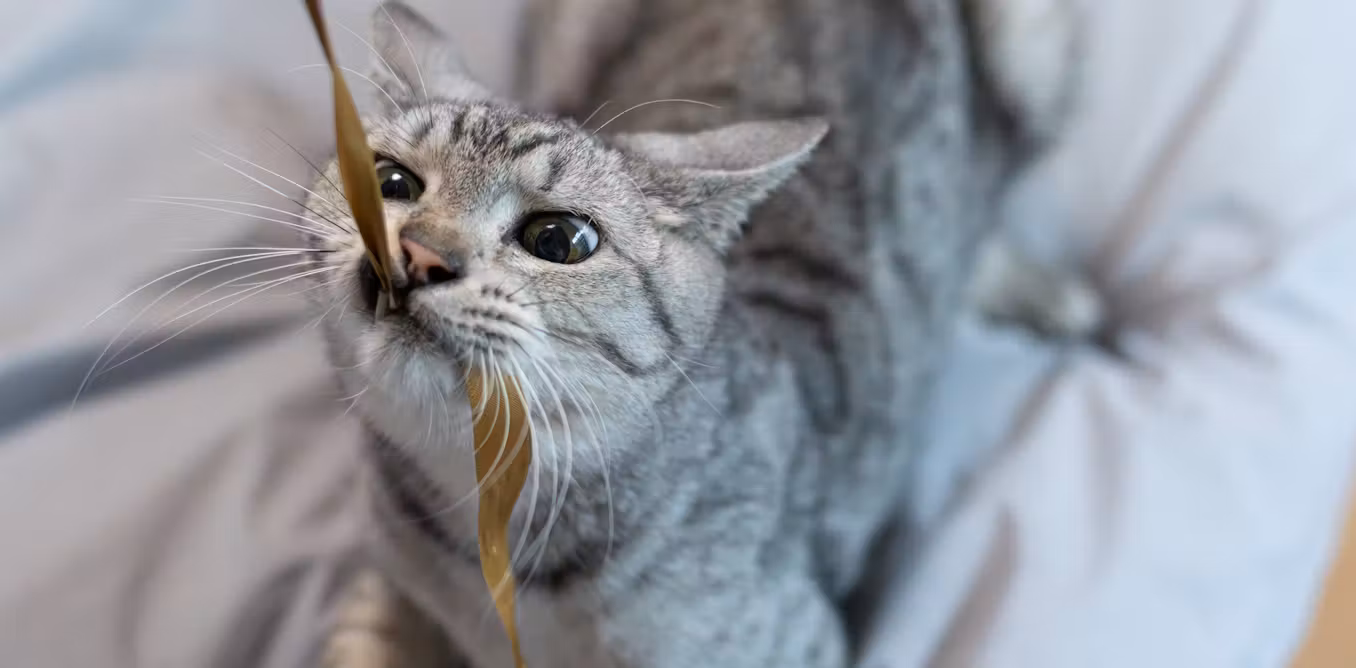 kucing stres - ilustrasi berita Benarkah kucing stres saat bermain dengan manusia? Riset ungkap kebiasaan pemilik yang…